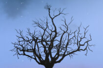 O Exaurido (The depleted)